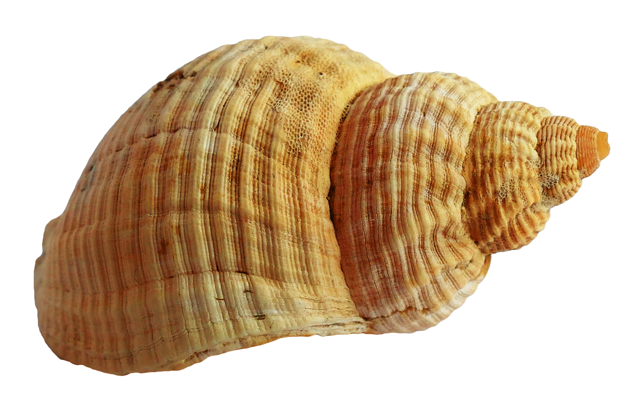 Seashell PNG الموافقة المسبقة عن علم