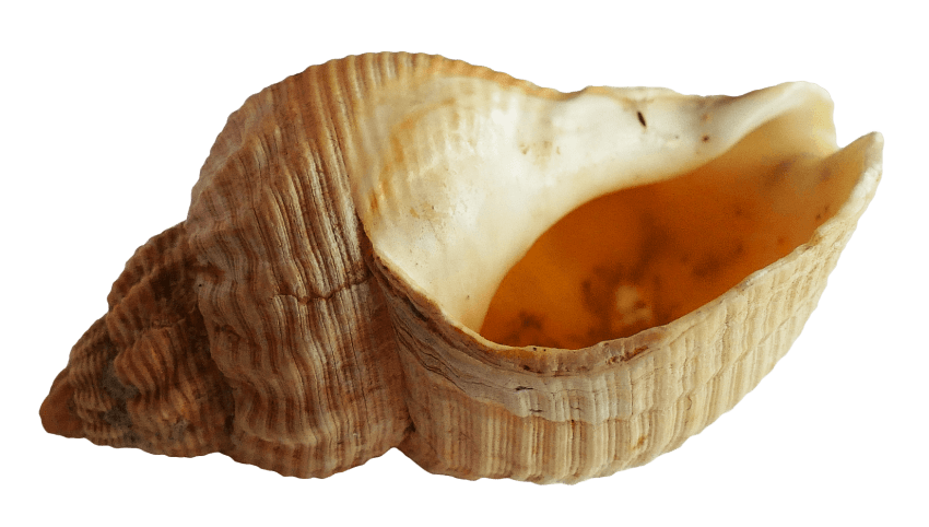 Seashell Transparent Background PNG