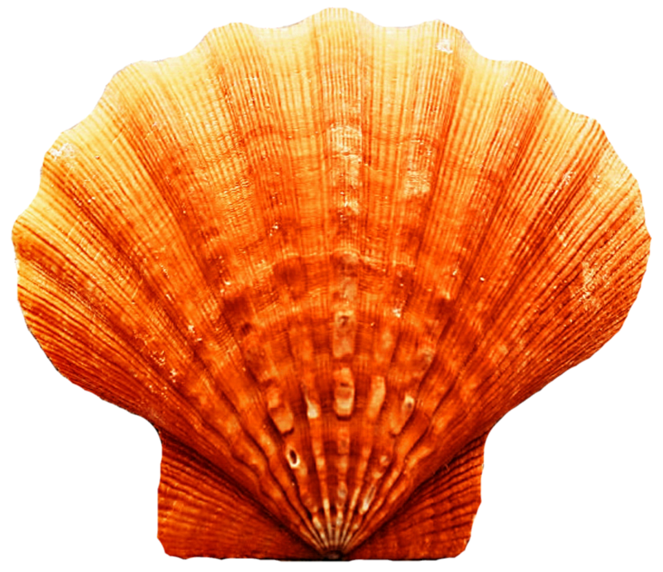 Seashell Transparent Image