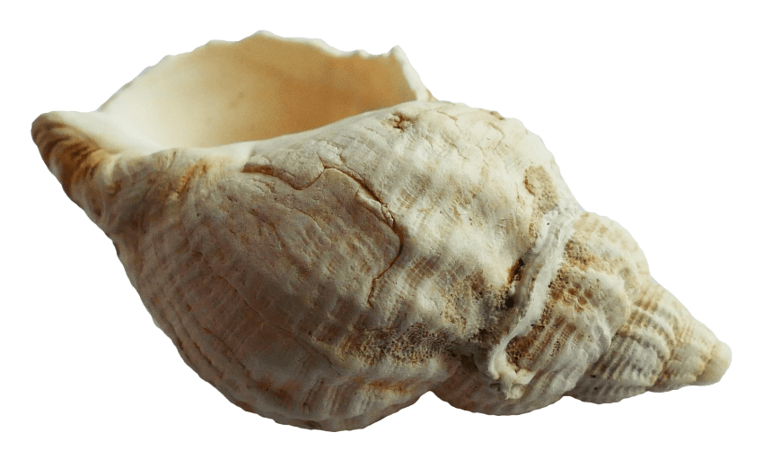 Seashell Transparent Images