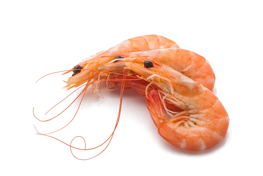 Shrimp Free PNG Image