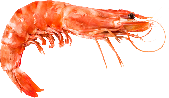 Shrimp PNG Background Image