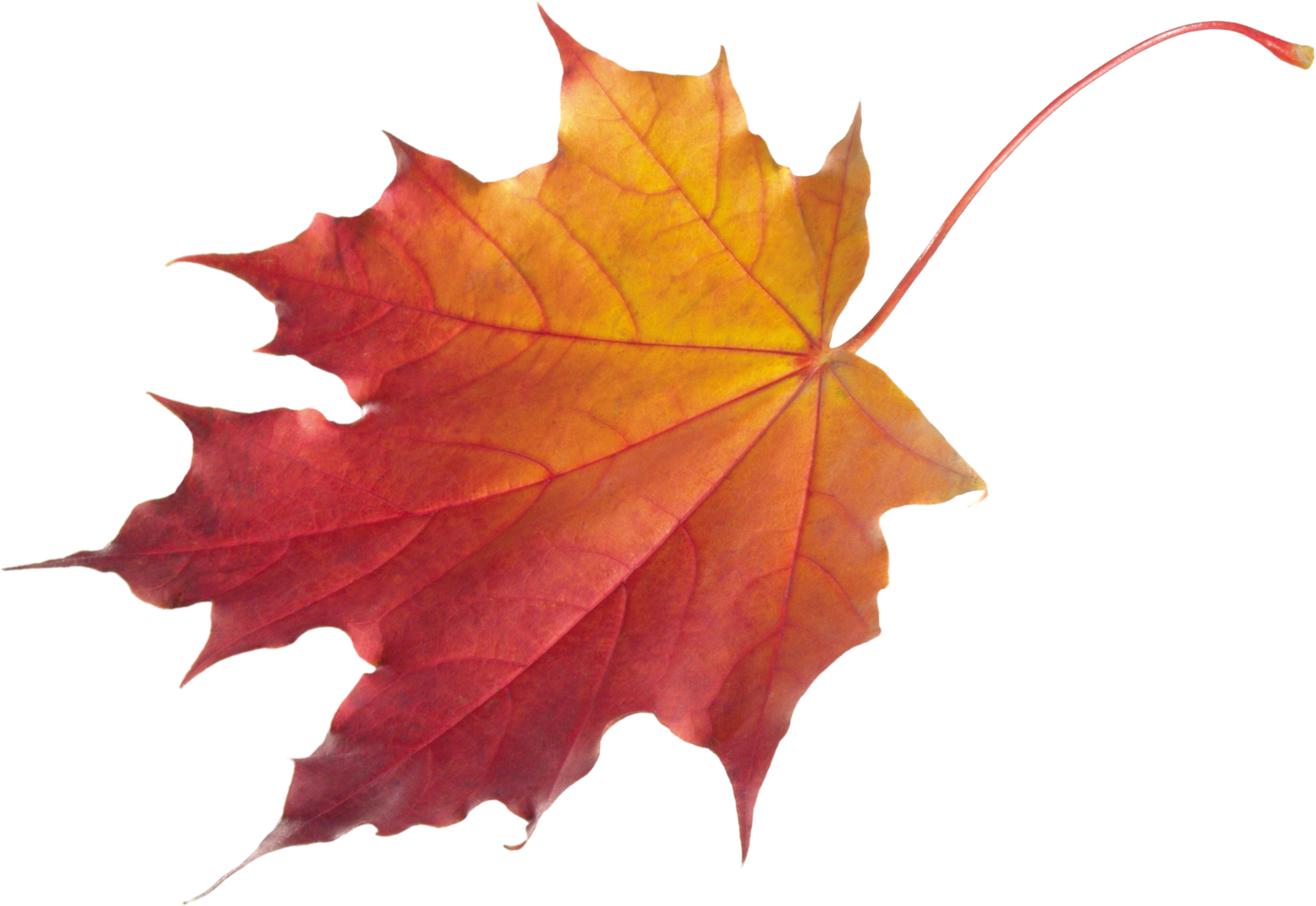 Single Autumn Leave PNG Image Background