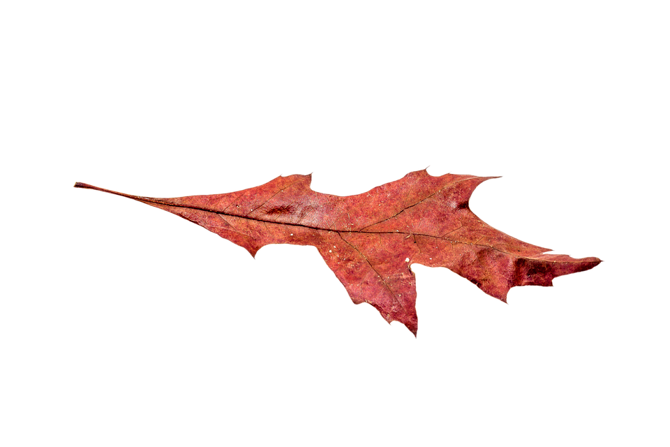 Single Autumn Leave PNG Image