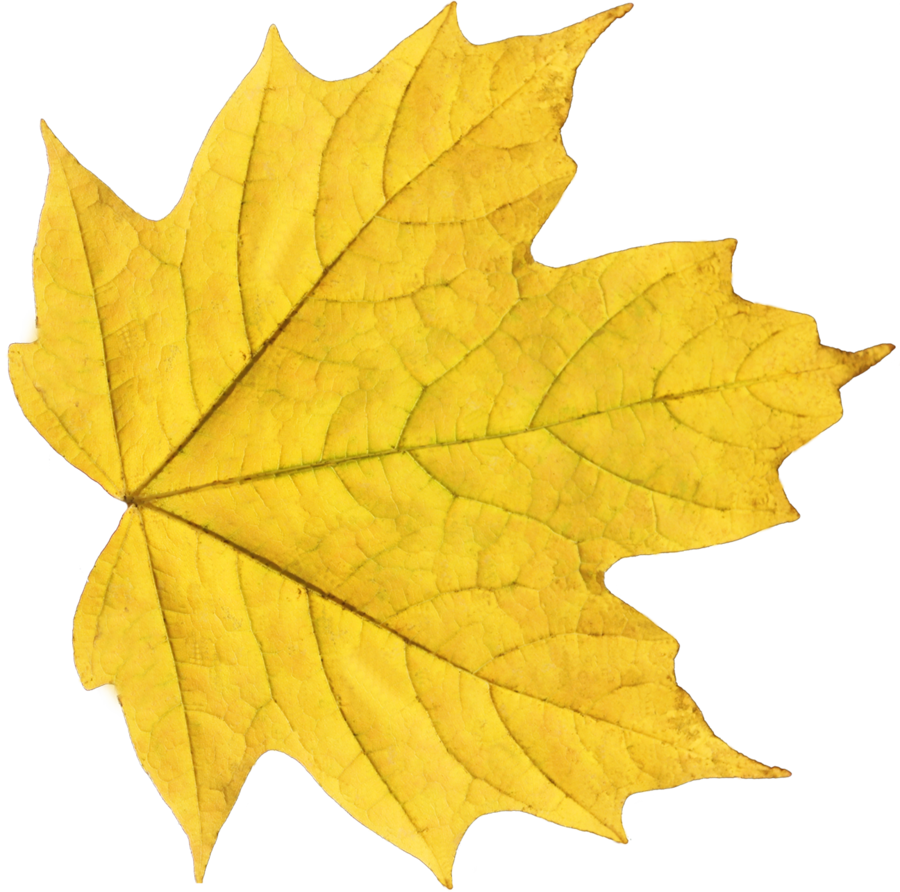 Single Autumn Leave PNG Transparent Image