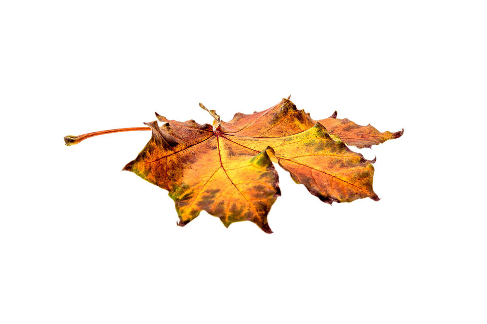 Single Autumn Leave Transparent Image