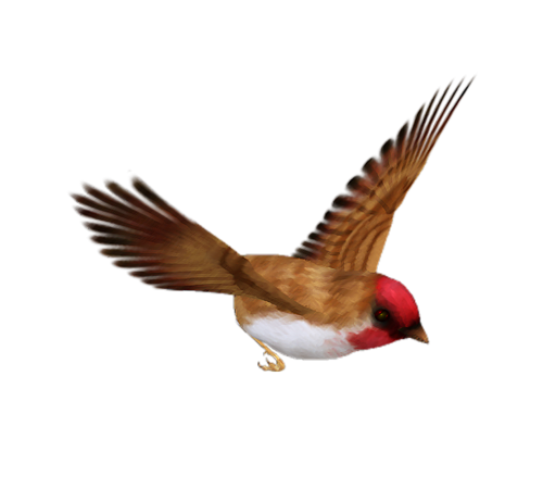 Gambar latar belakang PNG burung tunggal