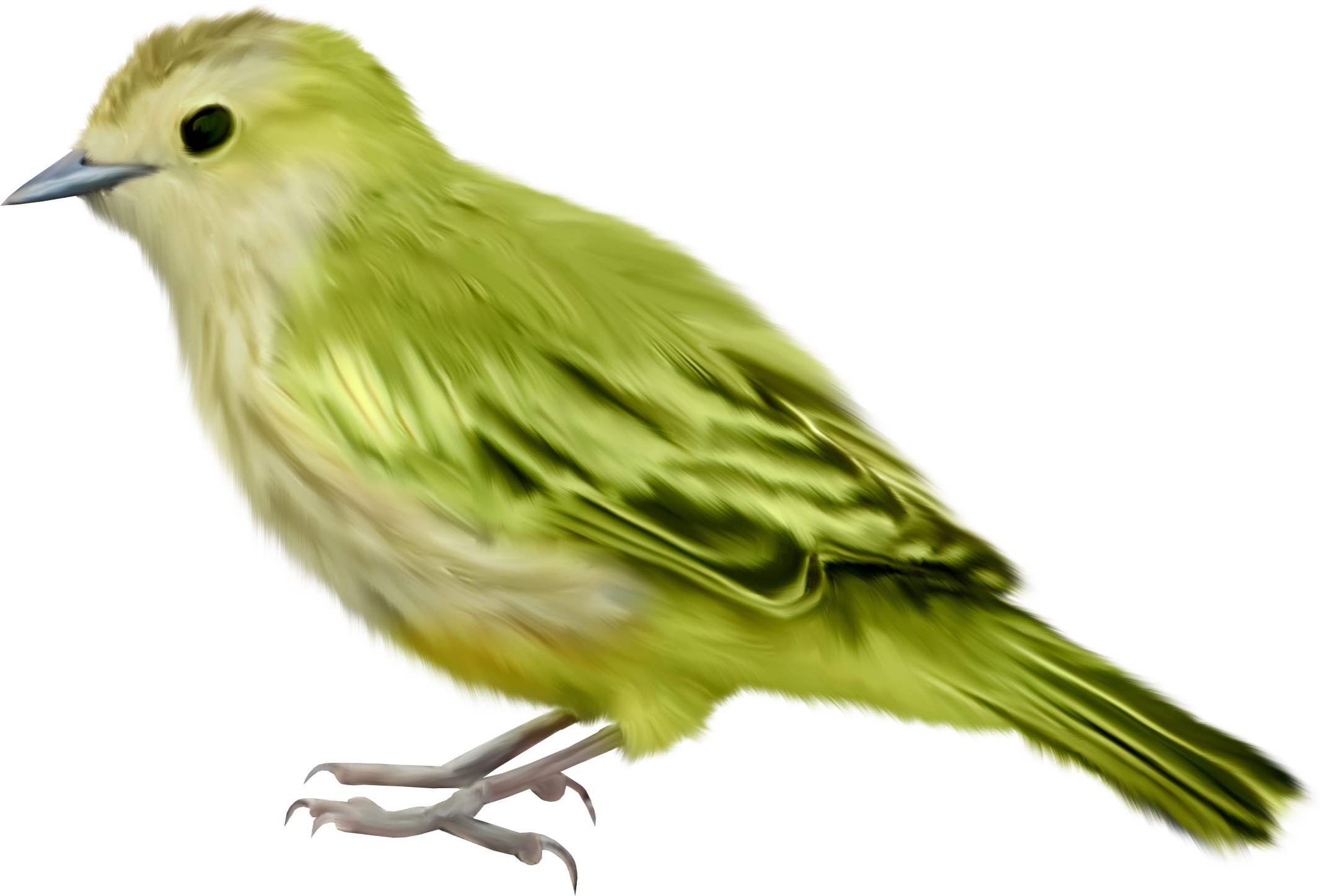 Single Bird PNG High-Quality Image