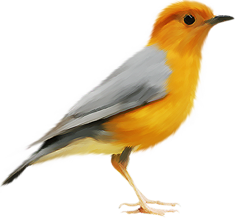 Gambar PNG burung tunggal dengan latar belakang Transparan