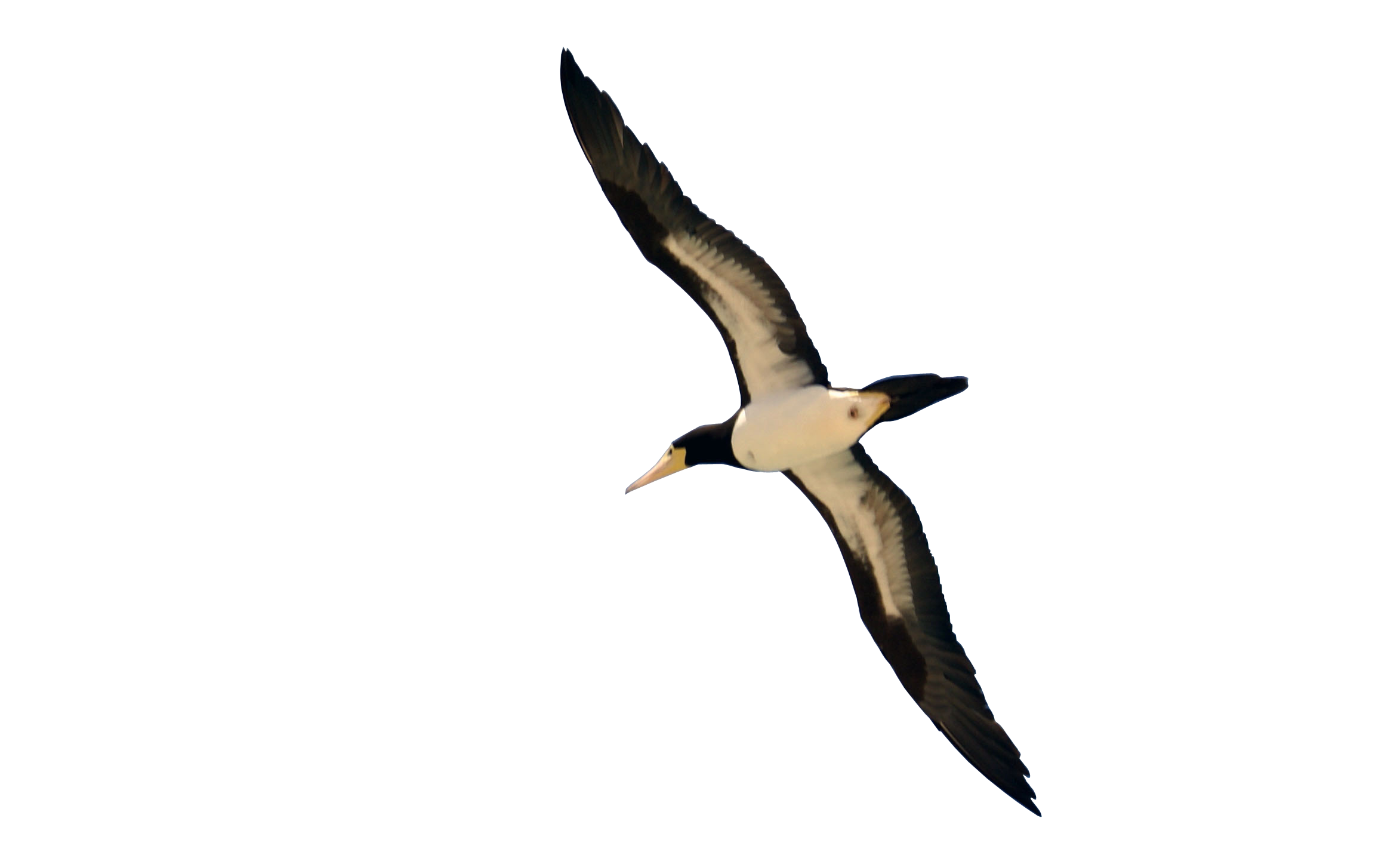 Single Bird PNG-Bild