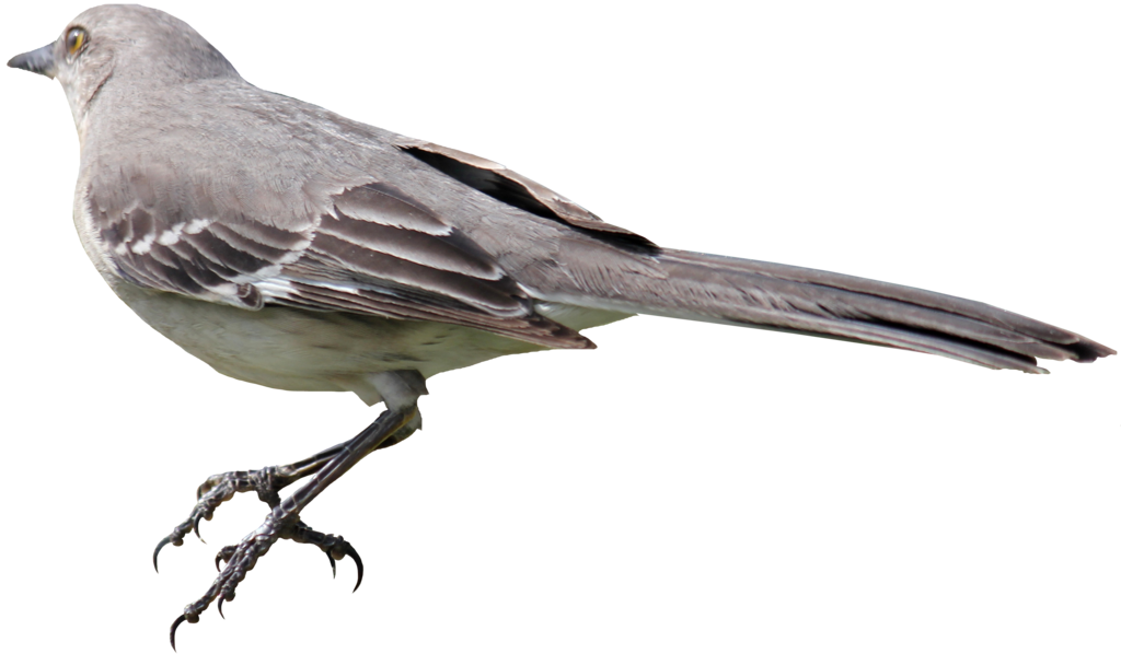 Imagem transparente de pássaro único