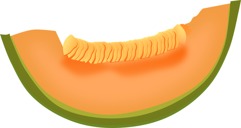 Single Melon PNG Image Background