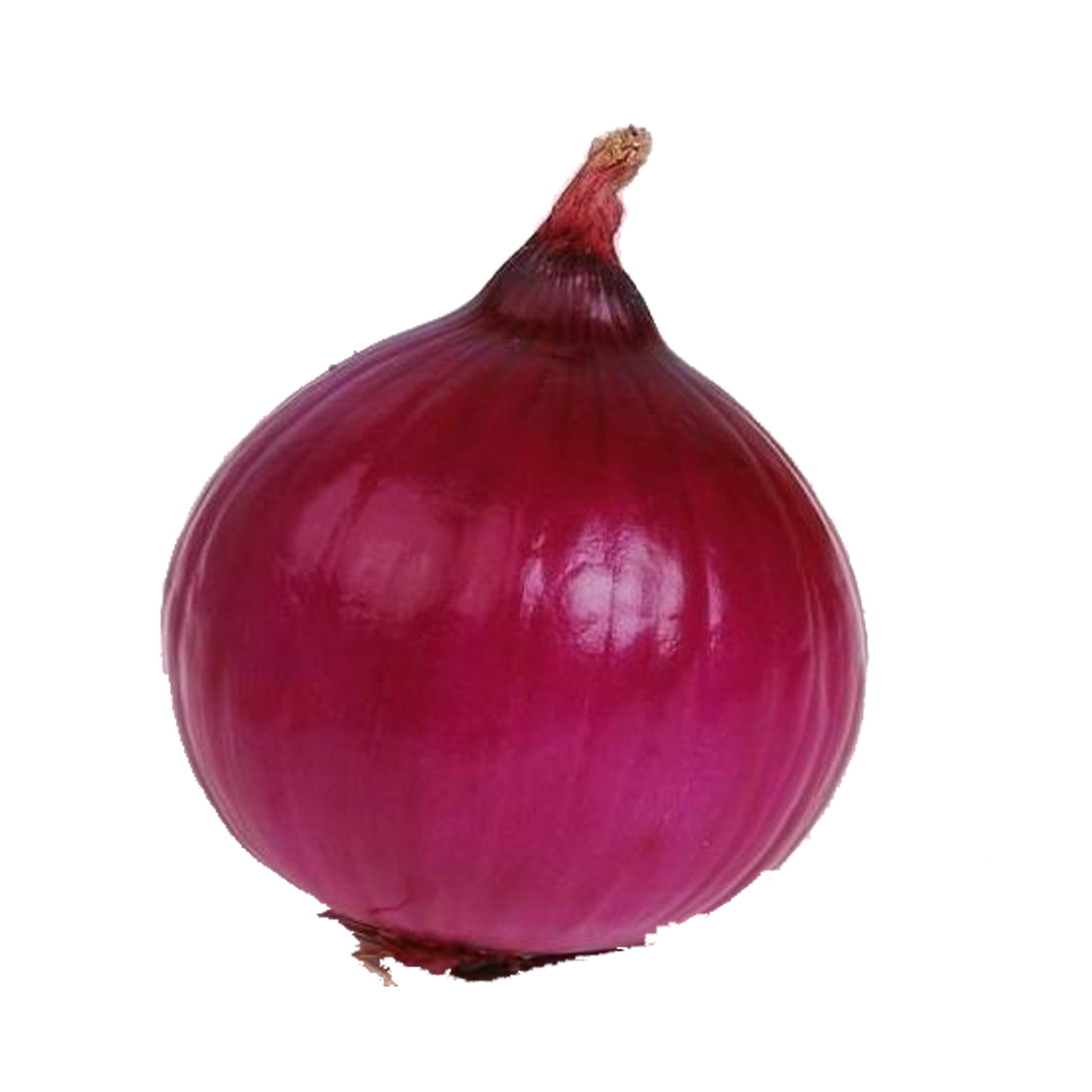 Single Onion PNG High-Quality Image