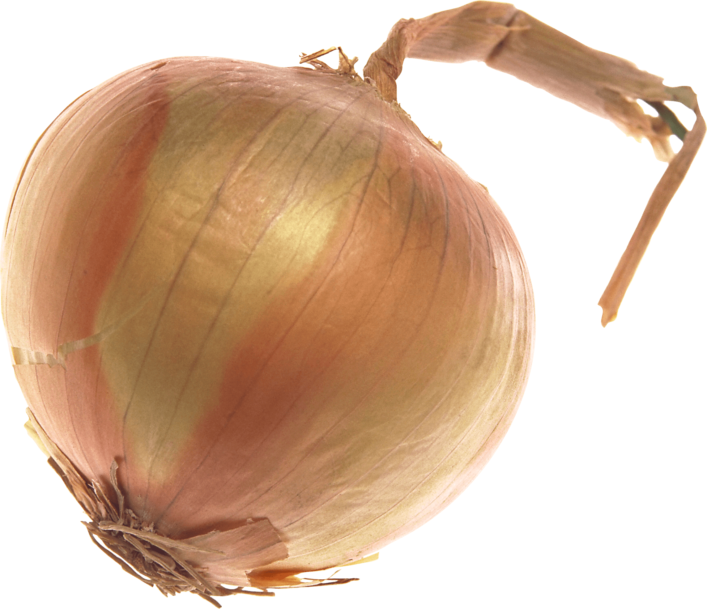 Single Onion PNG Transparent Image