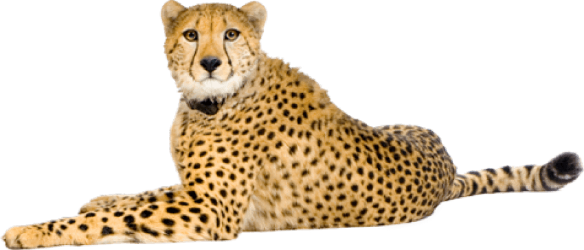 Sitting Cheetah Free PNG Image