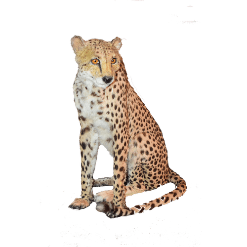 Zittende cheetah PNG Download Afbeelding
