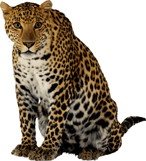 Zittende cheetah PNG Gratis Download