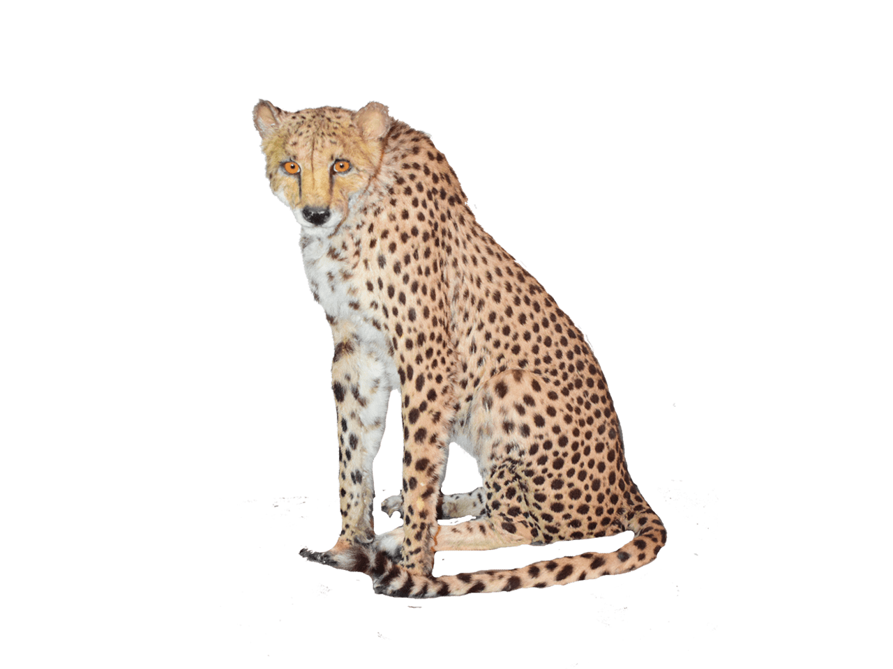 Sitting Cheetah PNG High-Quality Image
