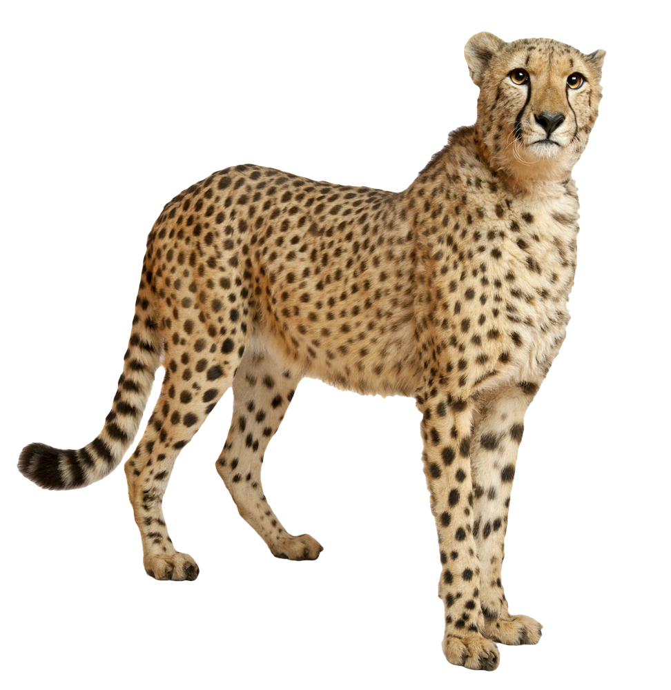 Zittende cheetah PNG Afbeelding