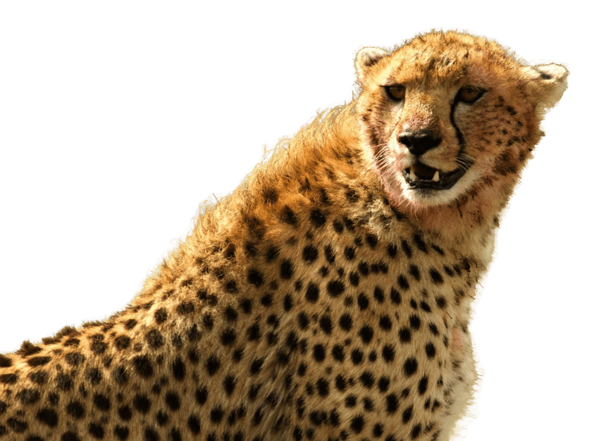 Assis Cheetah PNG Pic