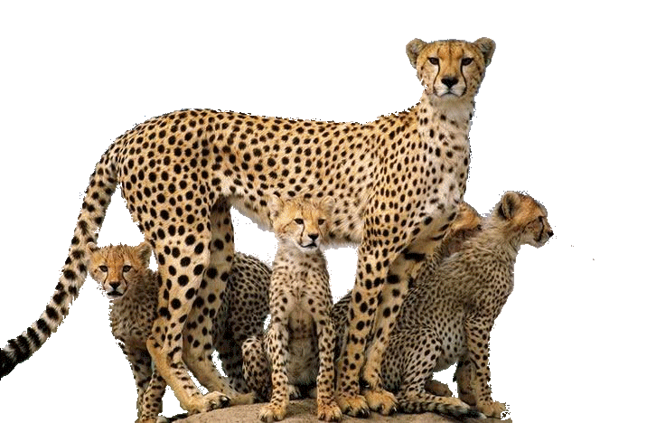 Sitting Cheetah PNG Picture