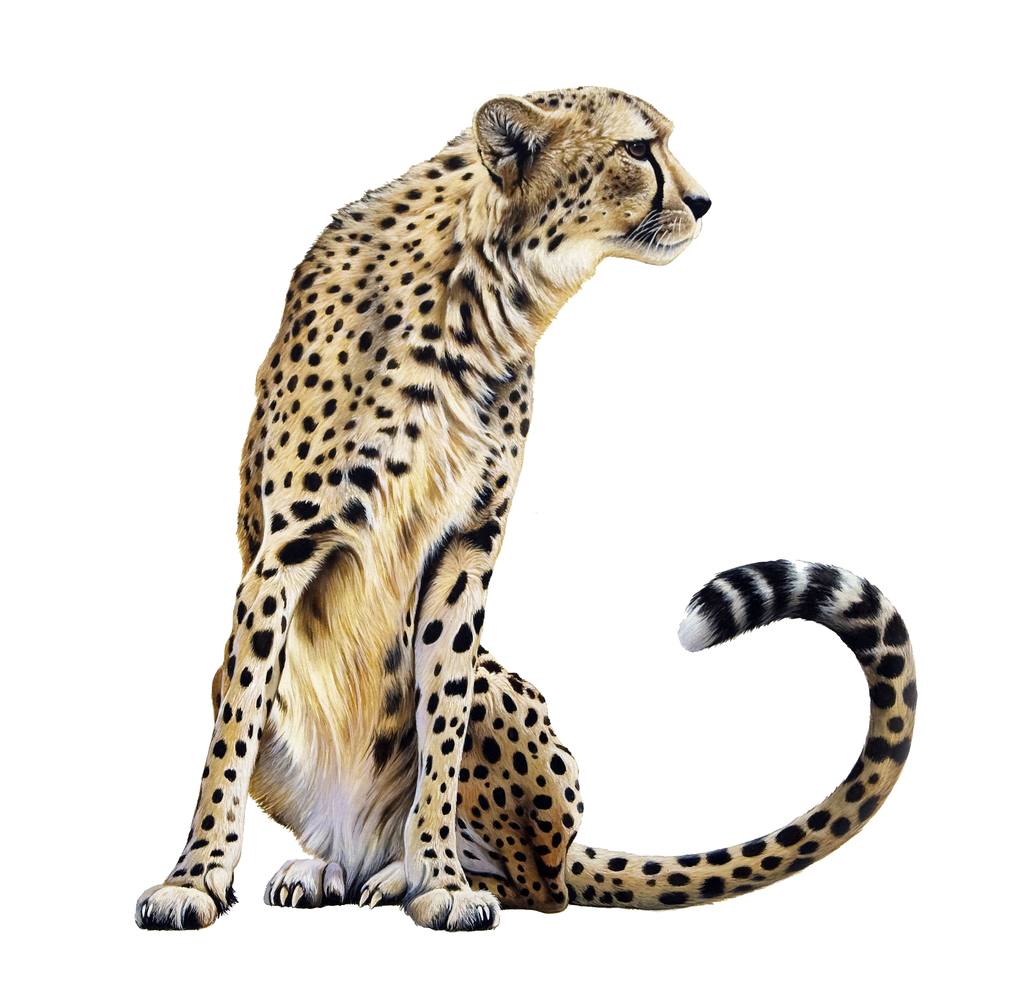 Zittende cheetah Transparante Afbeeldingen