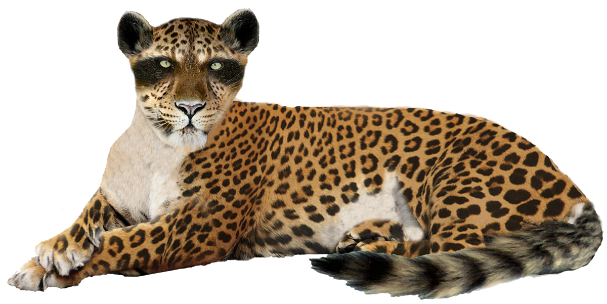 Zittend luipaard PNG Gratis Download