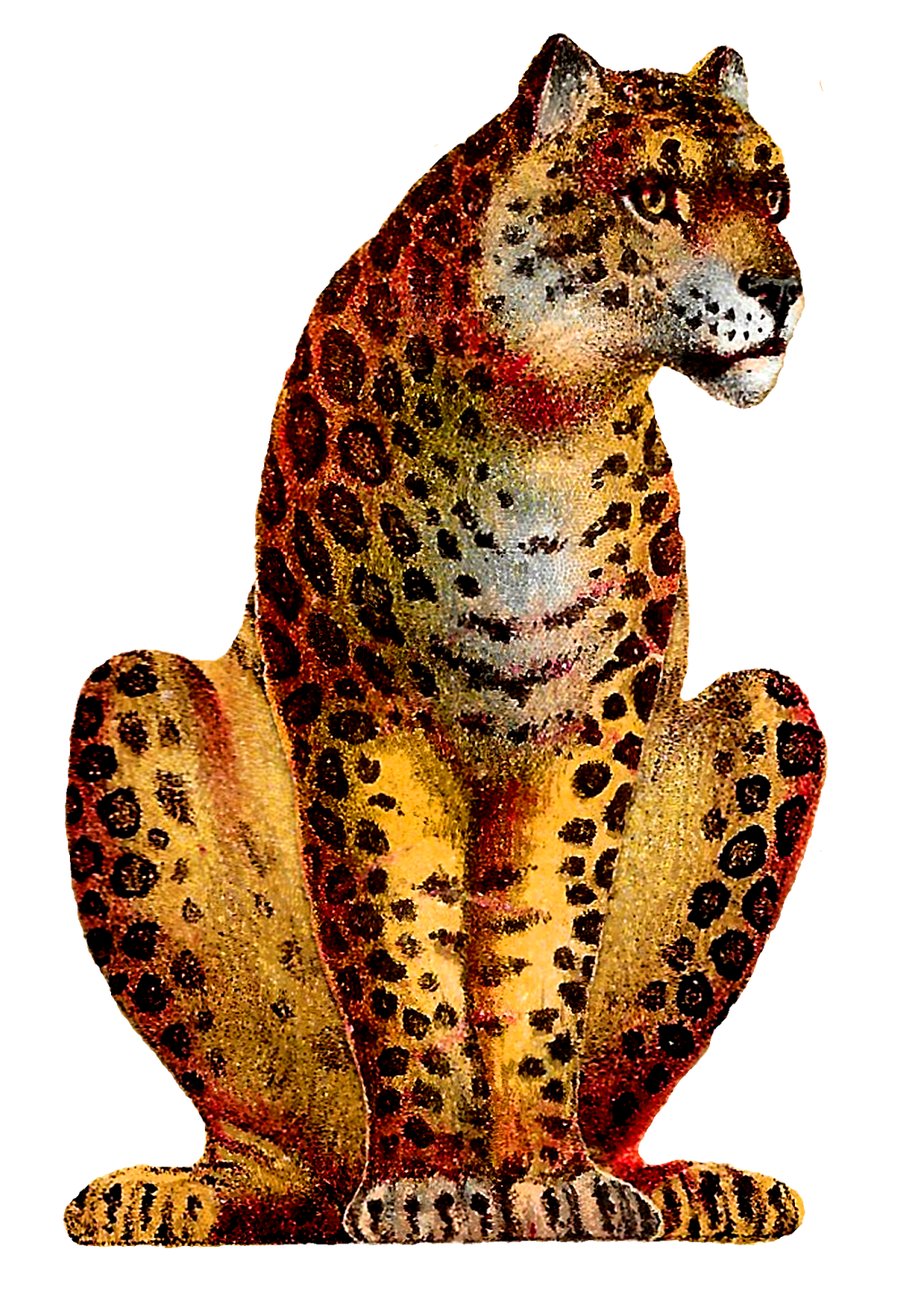 Leopard PNG hoogwaardige Afbeelding