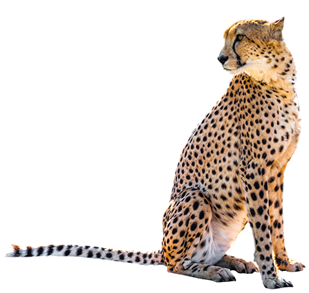 Zittend Leopard PNG Transparant Beeld