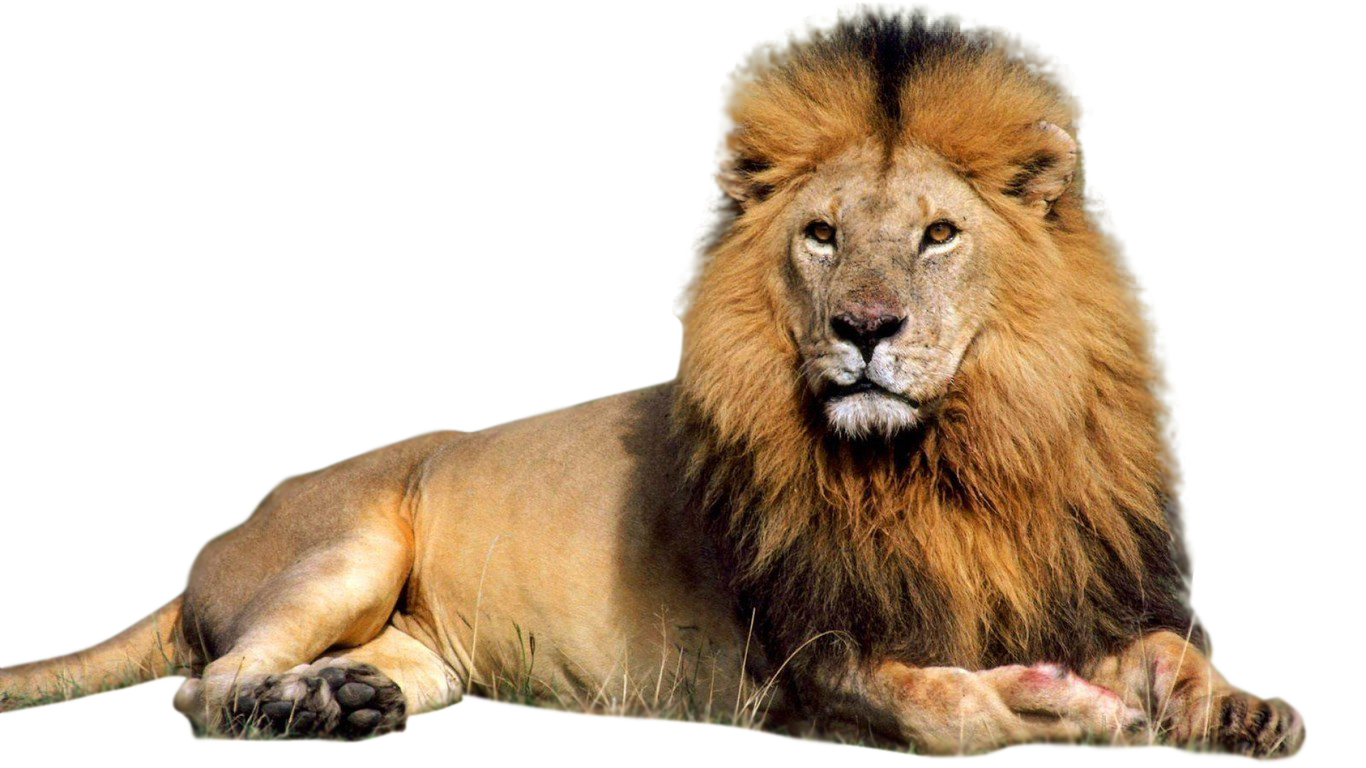Sitting Lion PNG Download Image