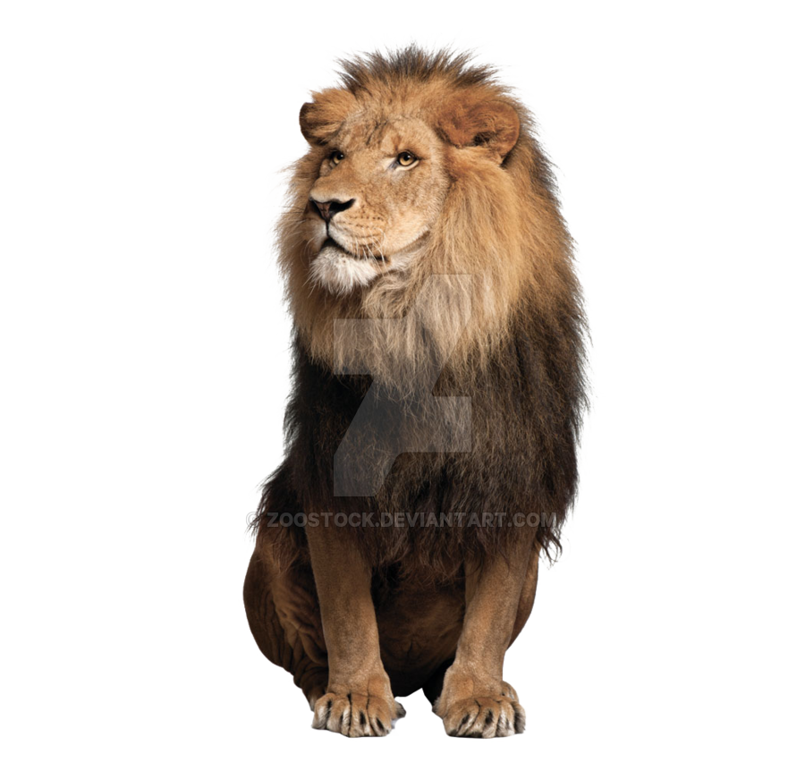 Zittend leeuw PNG Gratis Download