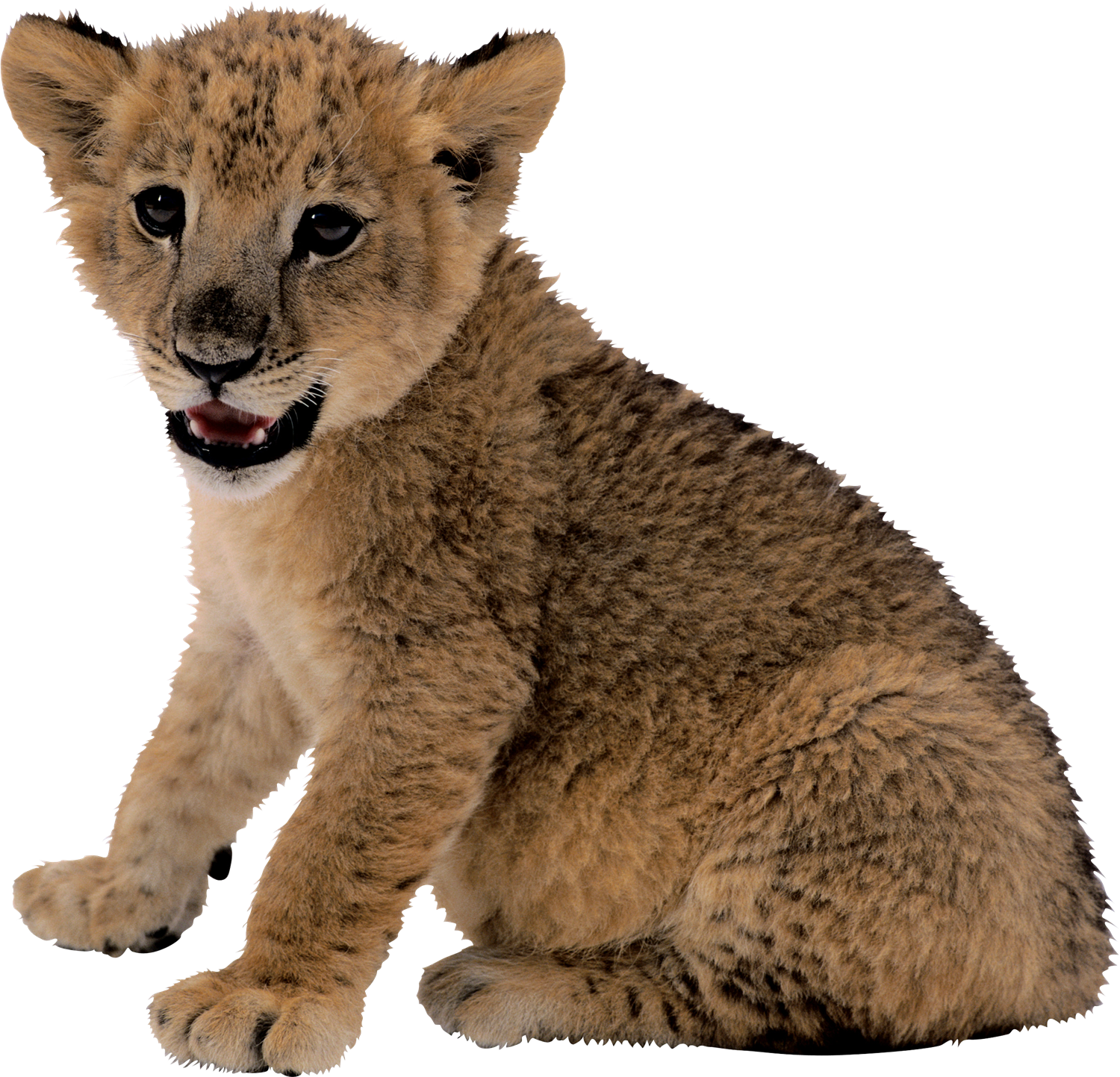 Sitting Lion PNG High-Quality Image