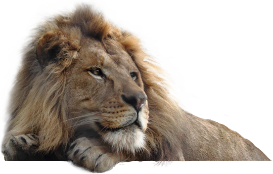 Sitting Lion PNG-Afbeelding