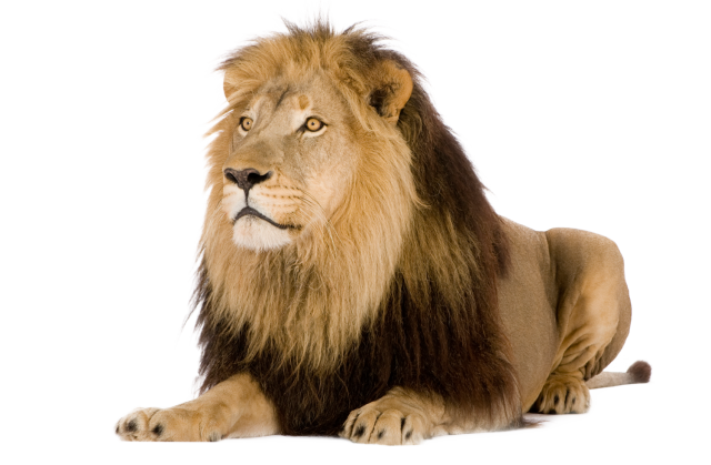 Sitting Lion PNG Photo