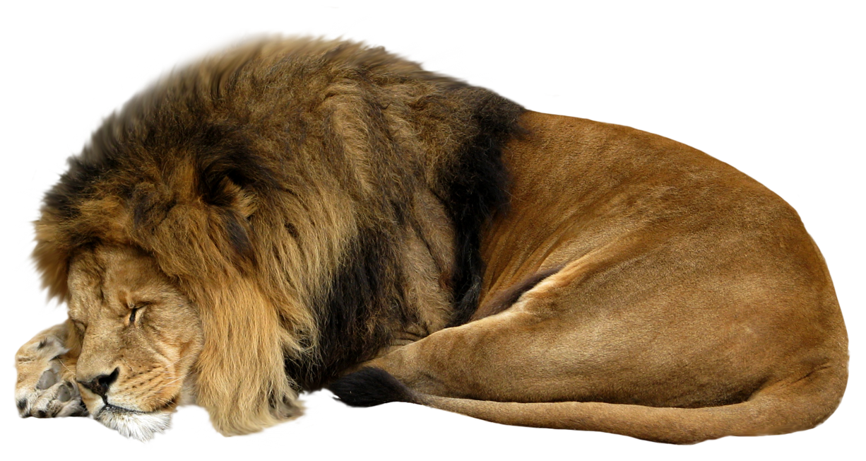 Sitting Lion PNG Transparent Image