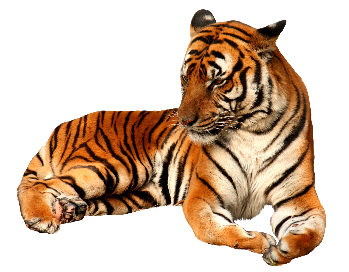Imagen de PNG gratis de tigre sentado