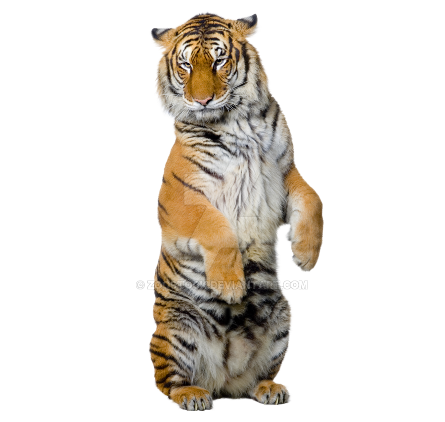 Sitting Tiger PNG High-Quality Image