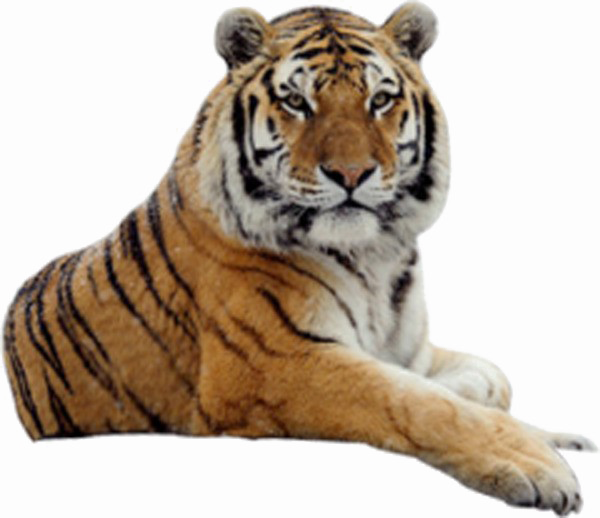 Fondo de la imagen del tigre PNG sentado