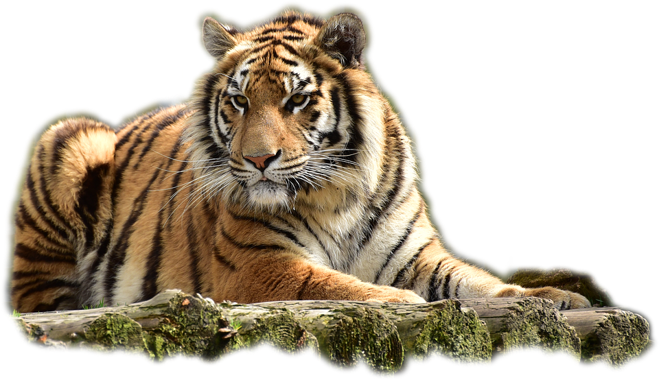 Sentado Tiger PNG imagen Transparente