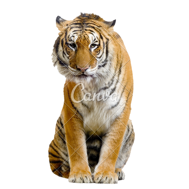 Imagen Transparente tigre sentada