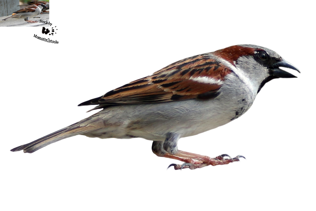 Sparrow Bird Free PNG Image