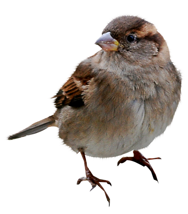 Sparrow Bird PNG descargar imagen