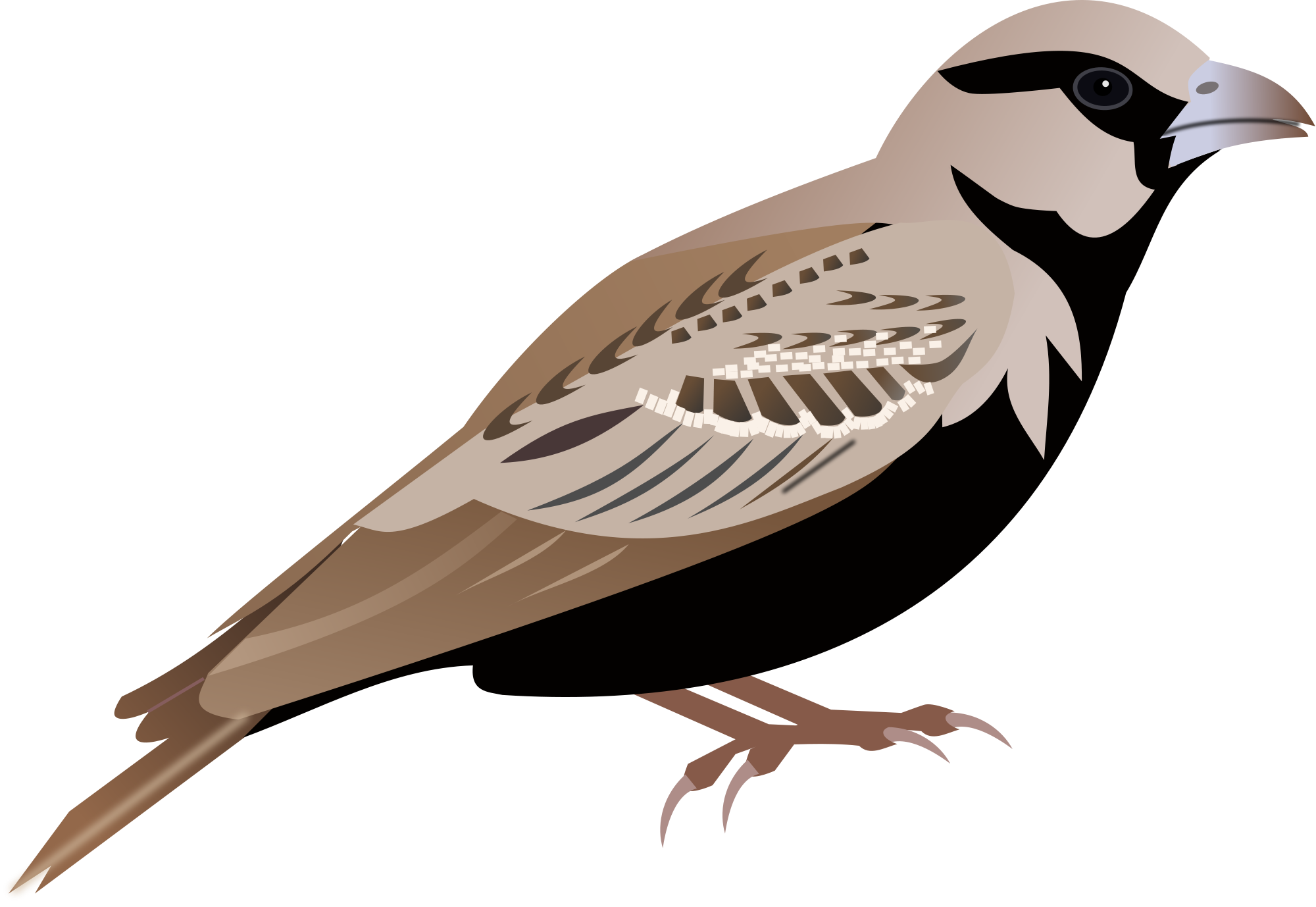 Gorrión pájaro PNG imagen de alta calidad