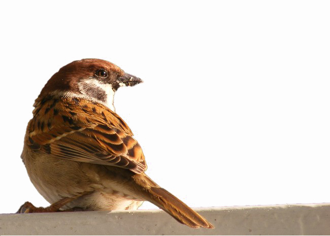 Sparrow Bird PNG Image Background