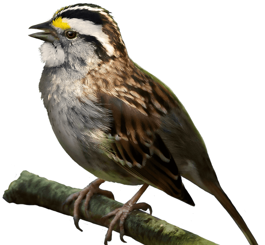 Sparrow oiseau PNG image