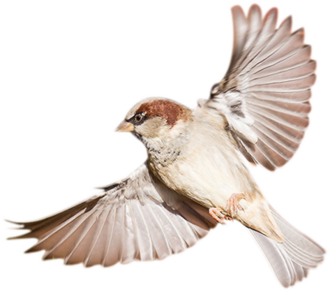 Sparrow Bird PNG Transparent Image