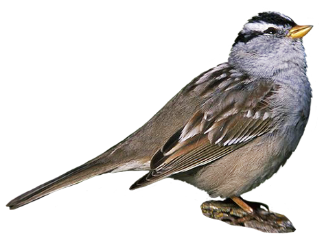 Sparrow oiseau Images Transparentes