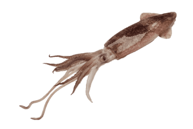 Squid Download Transparent PNG Image