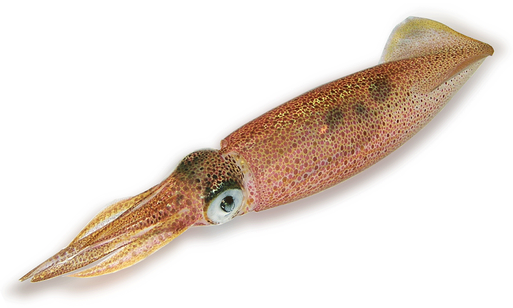 Squid PNG Background Image
