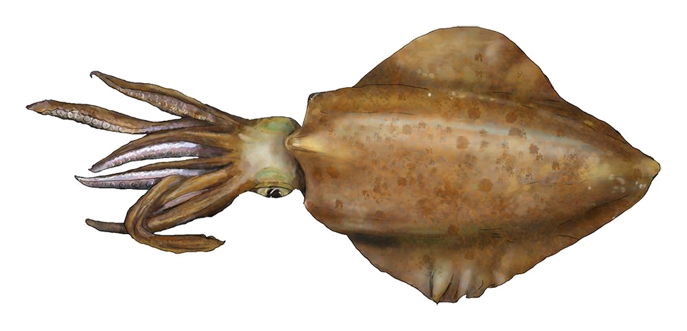 Squid PNG Download Image